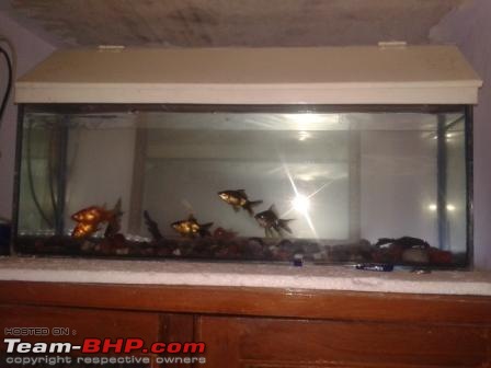 My Fishkeeping hobby-20151028_140410.jpg