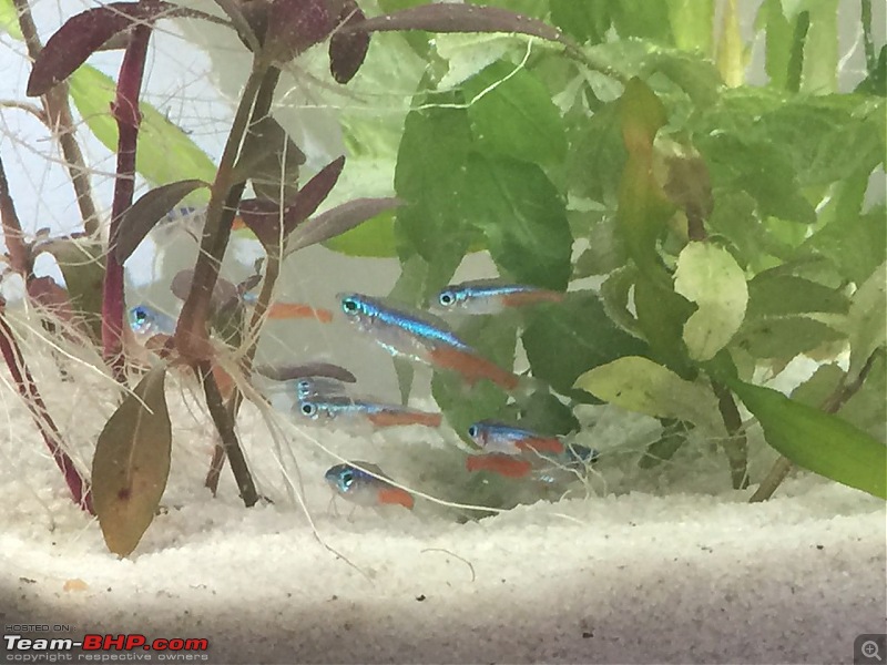 Neon Tetra Fish at Rs 40/piece, Fish in Mumbai