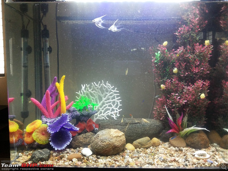 My Fishkeeping hobby-20151115_120725.jpg