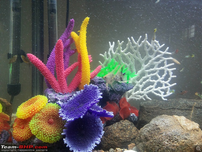 My Fishkeeping hobby-20151115_120800.jpg