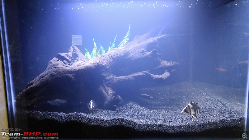 My Fishkeeping hobby-20151107_090719.jpg