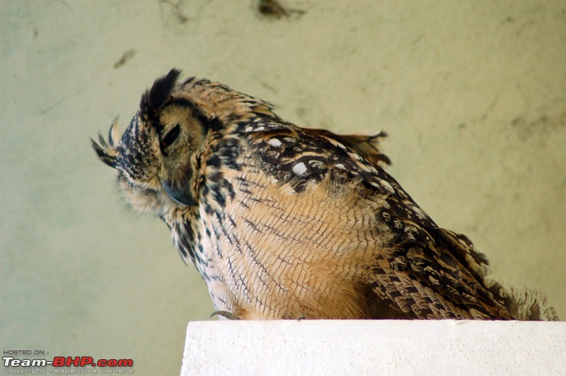 Rock Eagle Owl - truly amazing-dsc_0118.jpg