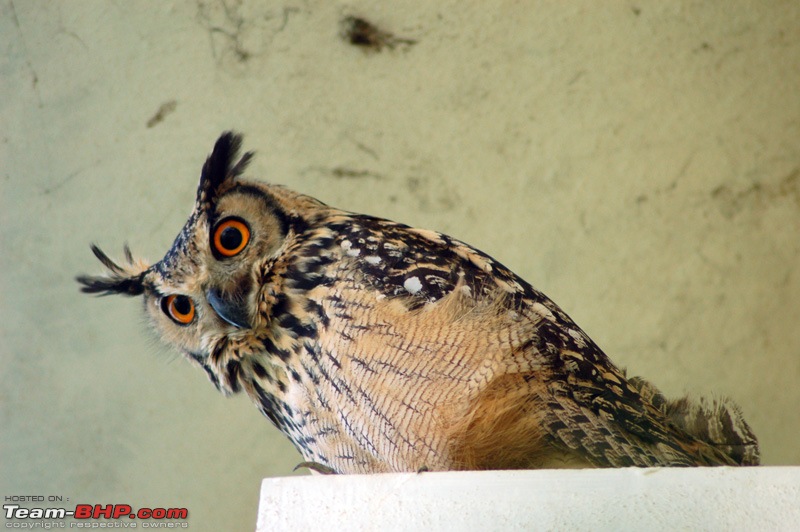 Rock Eagle Owl - truly amazing-dsc_0141.jpg