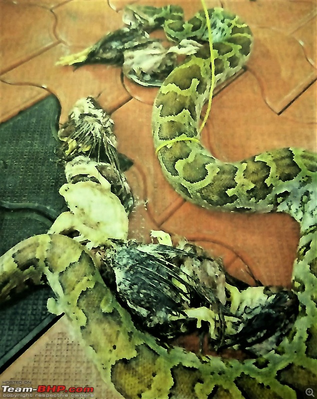 Snakes!-python-hen-coop.jpeg