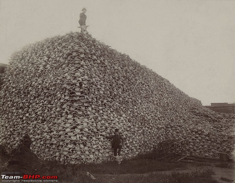 The Coronavirus Thread-767pxbison_skull_pile_edit.jpg