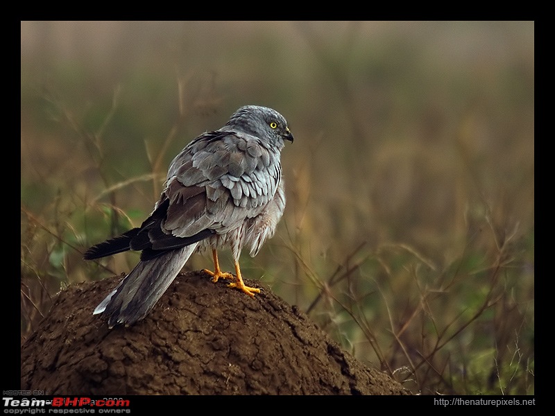 The Official Theme Photography Thread: Festival Spirit-harrier.jpg