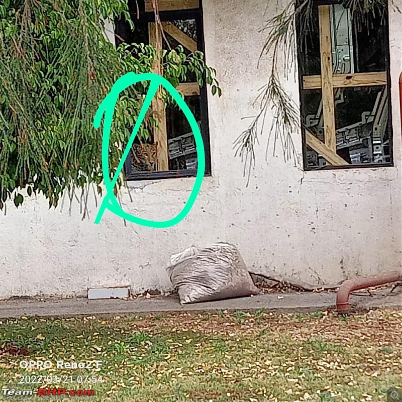 Stray Leopard at Mercedes-Benz' Chakan factory-whatsapp-image-20220321-9.44.29-am.jpeg