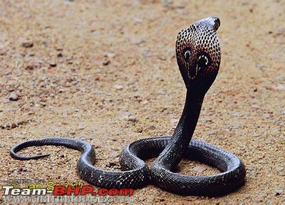 Snakes!-black_cobra.jpg