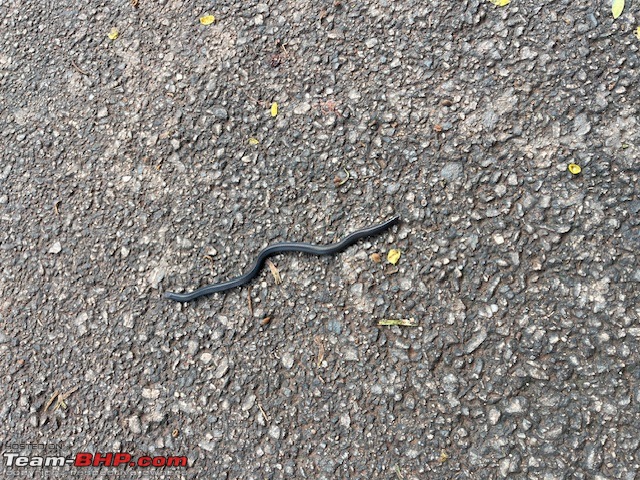 Snakes!-img_1548.jpg