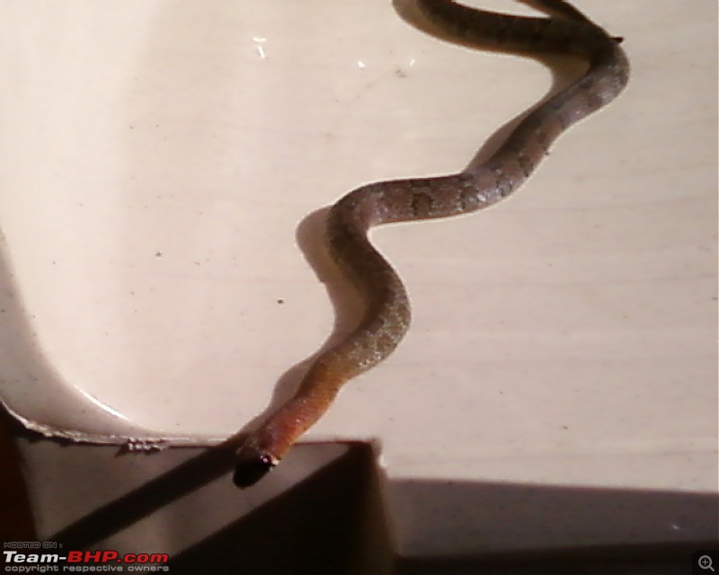 Snakes!-photo0011.jpg