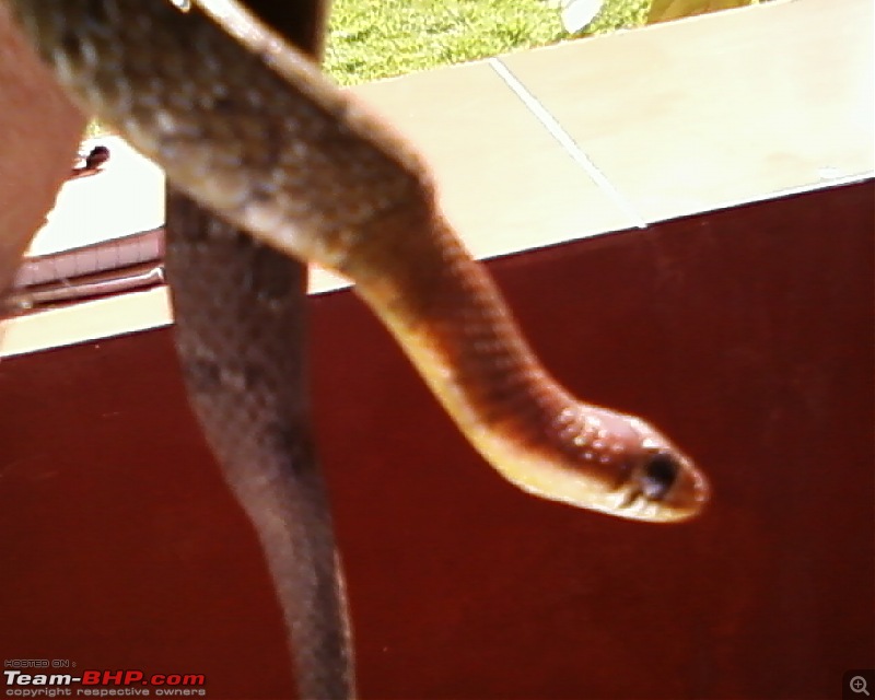 Snakes!-photo0014.jpg