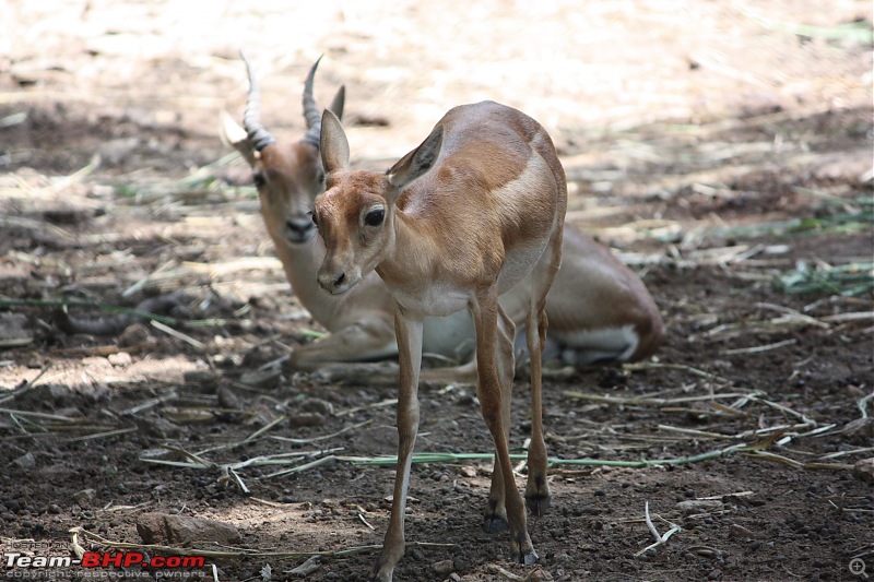 The Official Theme Photography Thread: Festival Spirit-deers.jpg