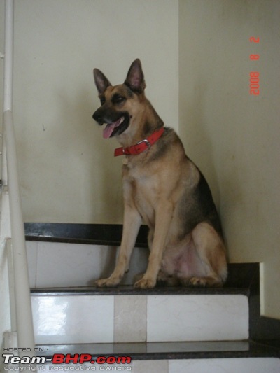 Dogs For Adoption-wolfie.jpg