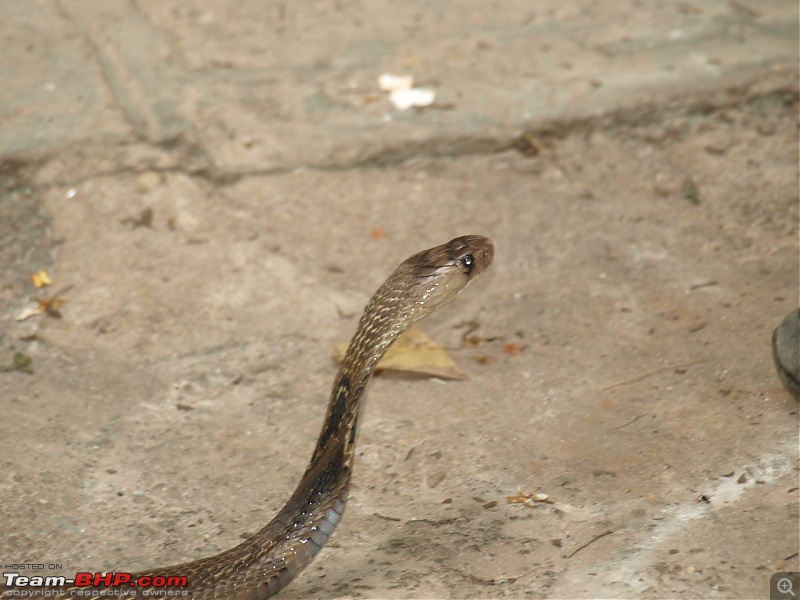 Snakes!-cobra-1.jpg