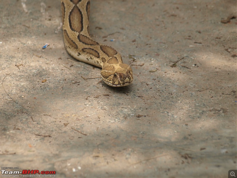 Snakes!-viper-2.jpg