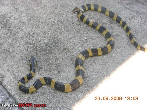 Snakes!-ab_054_banded_krait.jpg