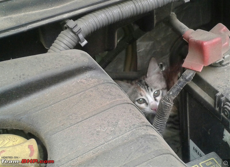 Dogs / Cats damage my car!-20150510_13482611.jpg
