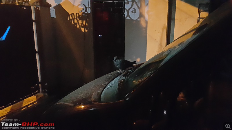 Dogs / Cats damage my car!-pigeon.jpg