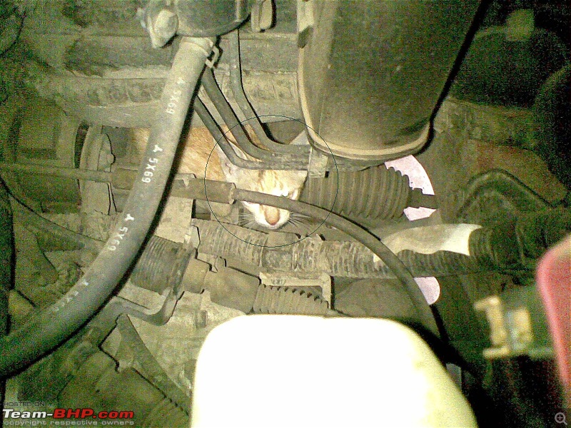 Rat damage to cars | Protection, solutions & advice-03072011001.jpg