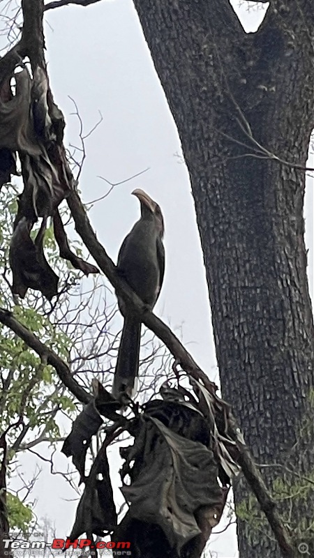 Reincarnating Orange Cheetah | TheRedSparkle Mahindra XUV700 AX7L AWD | 70,000 kms up!-dandelihornbill.jpeg