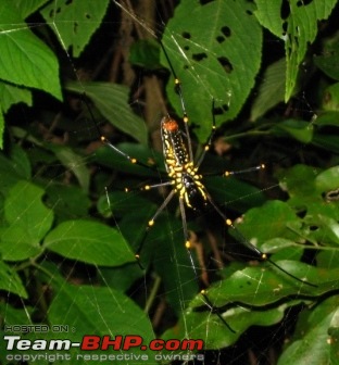 Mumbai - Dandeli - Yana: A fabulous road trip-spider.jpg