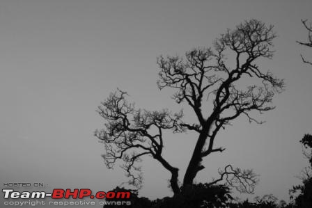 Mumbai - Dandeli - Yana: A fabulous road trip-tree.jpg