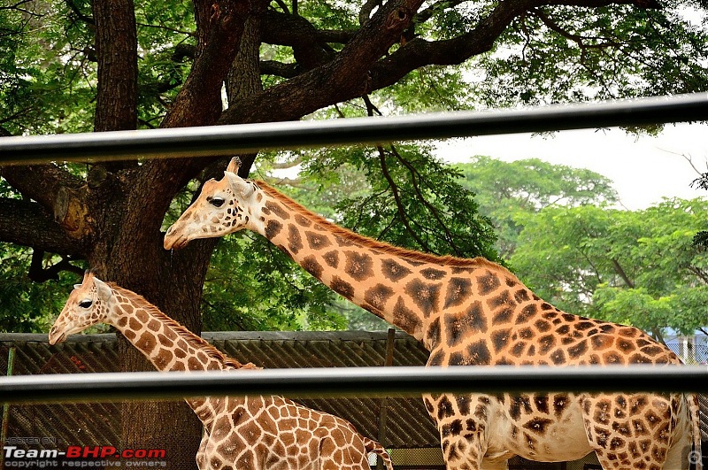 Udupi to Mysore and back during Dussehra-giraffe-mysore-zoo.jpg