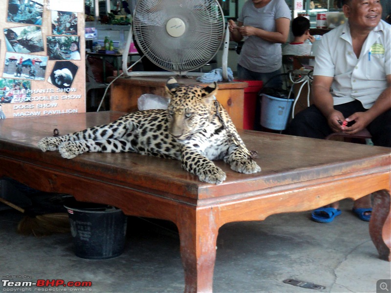 Thailand | Third Time-leopard-1.jpg