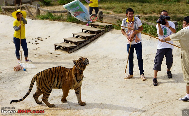 Thailand | Third Time-tiger-21.jpg