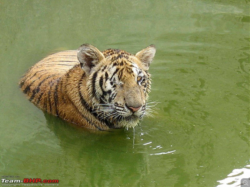 Thailand | Third Time-tiger-22.jpg