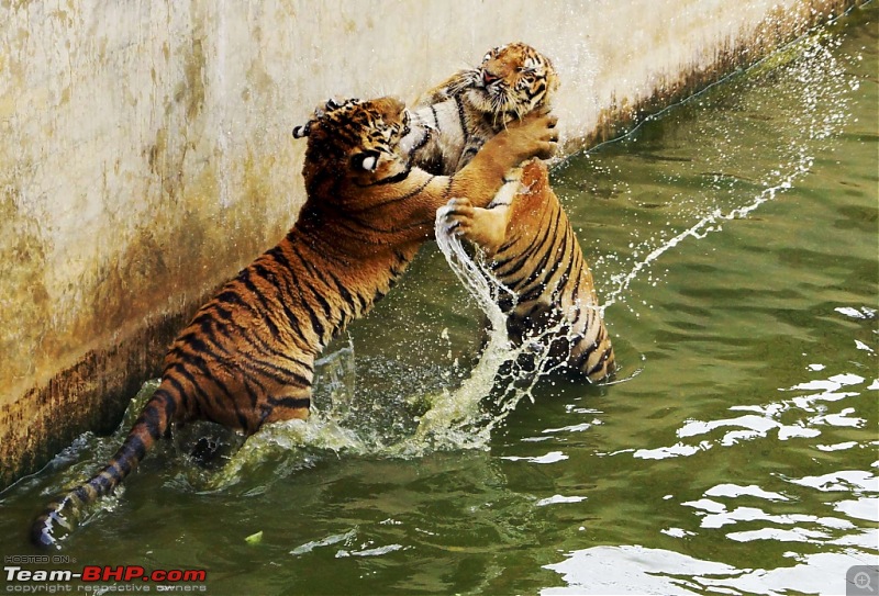 Thailand | Third Time-tiger-25.jpg