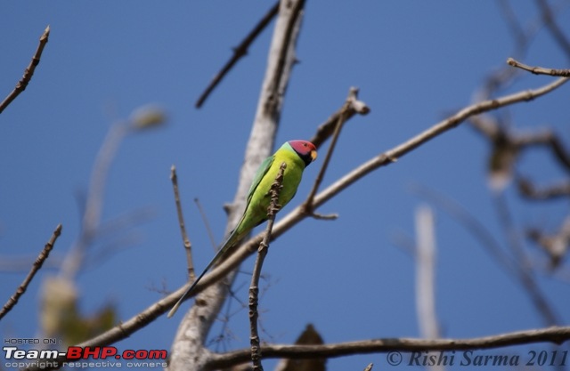 Satpura National Park - The little jewel of MP-plum-headed-parakeet.jpg