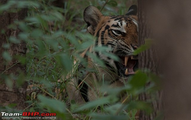 Satpura National Park - The little jewel of MP-tiger-female1-copy.jpg