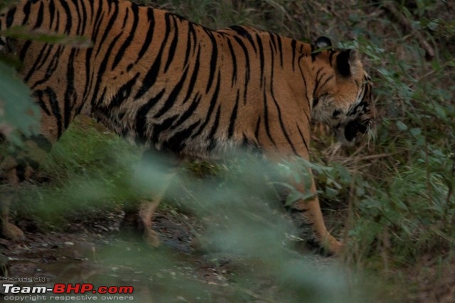 Satpura National Park - The little jewel of MP-tiger-female-3-copy.jpg