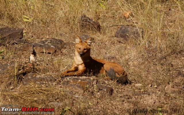 Satpura National Park - The little jewel of MP-wild-dog-1.jpg