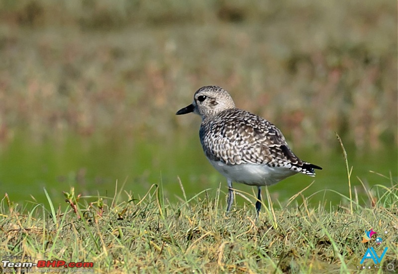 My Birding experiences around Chennai-pacific-golden-plover.jpg