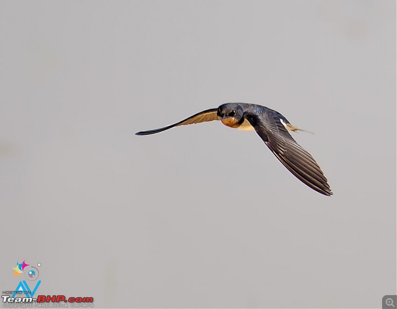 My Birding experiences around Chennai-barn-swallow-flight.jpg