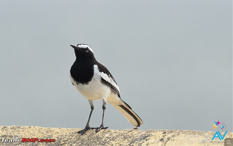 My Birding experiences around Chennai-20121126dsc_8134.jpg