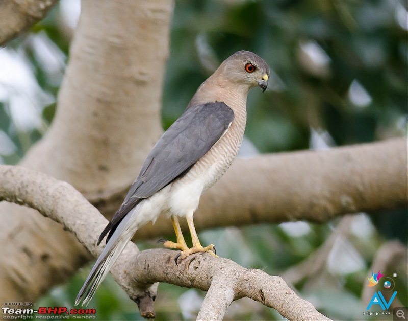 My Birding experiences around Chennai-20121126dsc_8213.jpg