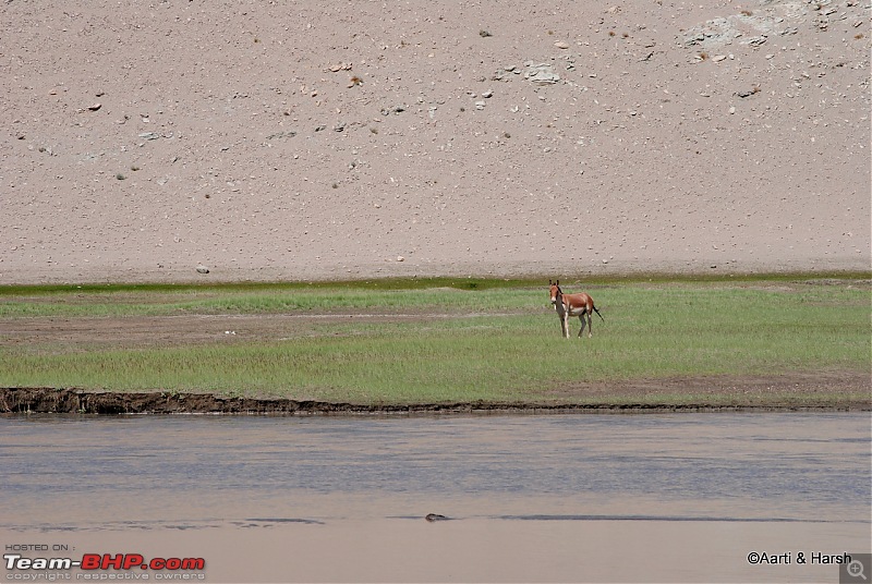 Six Wanderers Ride to Ladakh-24dsc_6927.jpg