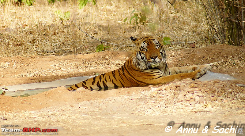 Crouching Tiger, Unaware prey - Hunt and Kill: TATR - Awesome, Incredible, Amazing!!-dsc07832.jpg