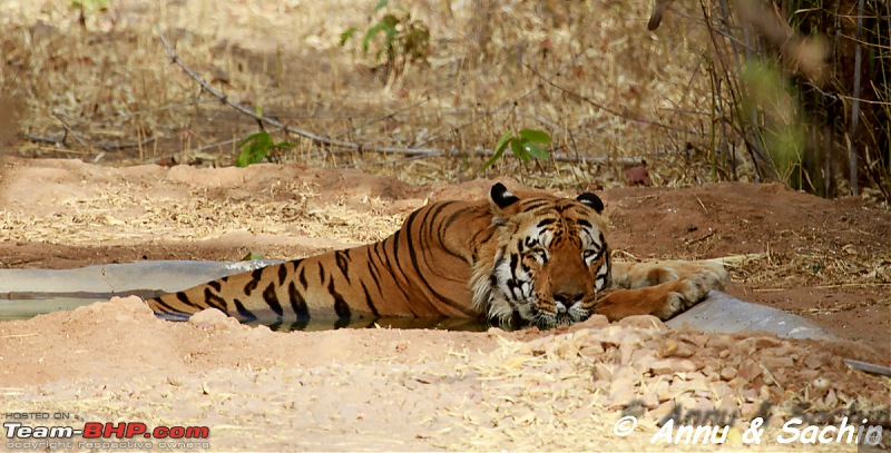 Crouching Tiger, Unaware prey - Hunt and Kill: TATR - Awesome, Incredible, Amazing!!-img_6972.jpg