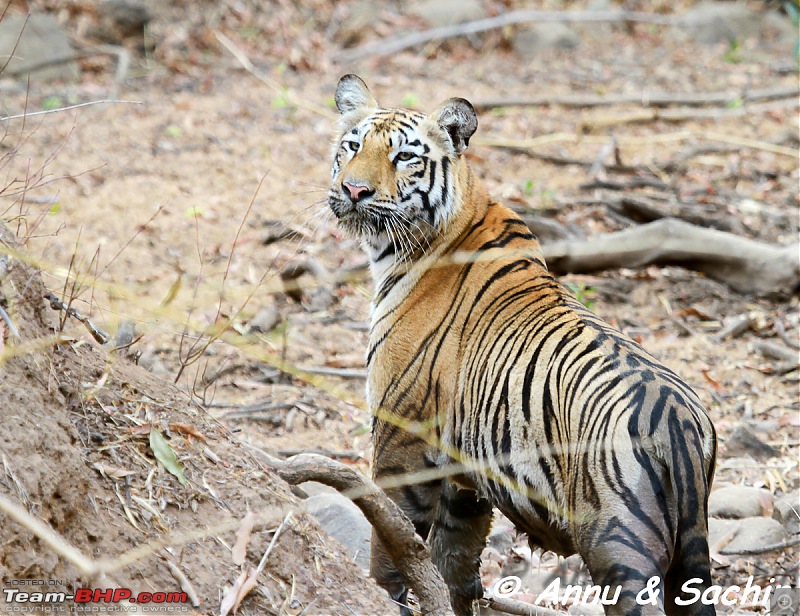 Crouching Tiger, Unaware prey - Hunt and Kill: TATR - Awesome, Incredible, Amazing!!-img_7352.jpg