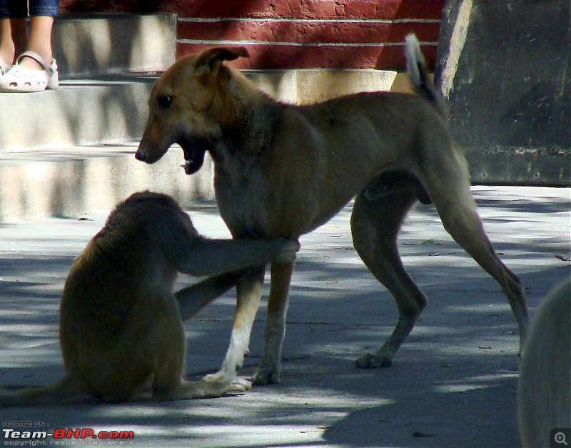 Hawk-On-Fours (H-4) Roadtrip: Kumbhalgarh & Ranakpur-monkey-7.jpg