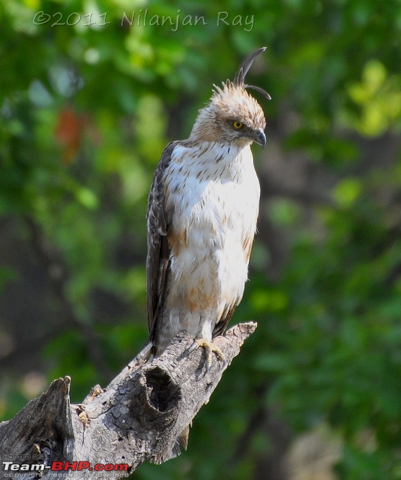 Call of the Wild: A 3500 km roadtrip to Pench, Bandhavgarh and Kanha in a Fortuner-dsc_5758.jpg