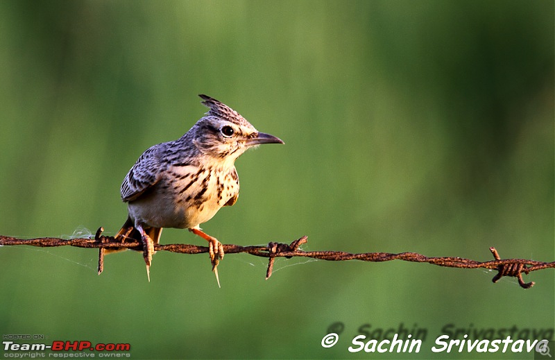 1056954d1691510727t-birds-sultanpur-bird-sanctuary-img_2013.jpg