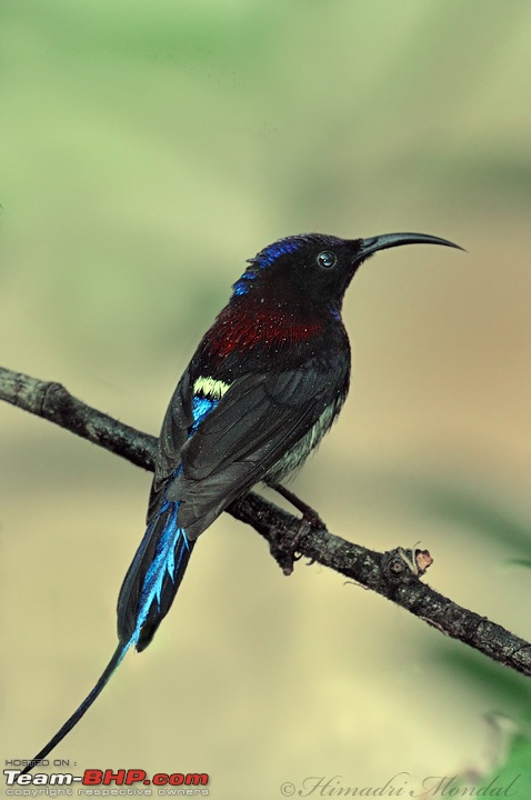Mystical Borong - A Birder's Paradise-raw-54-borong-mar12-dsc_7885-black-throated-sunbird.jpg