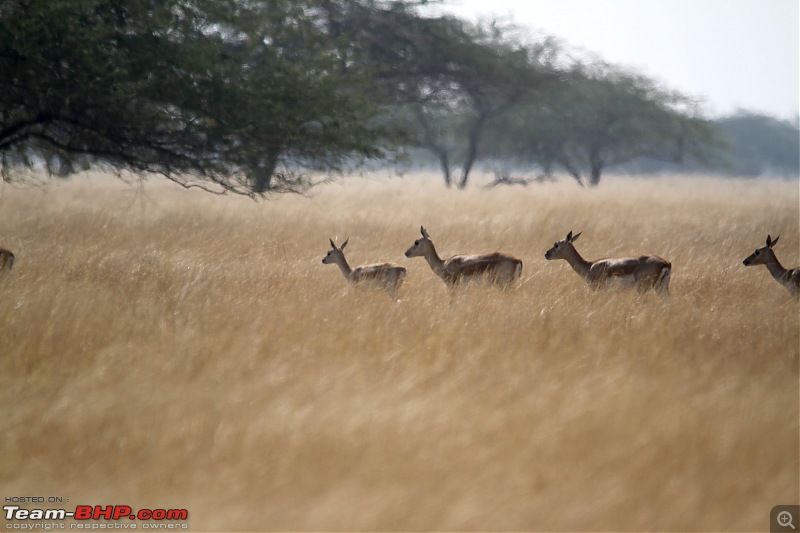 Safari Dicor & Little Rann Of Kutch Experience (Tata Motors Full Throttle)-black_buck.jpg