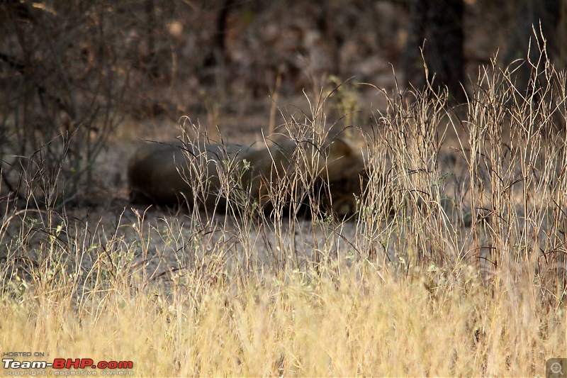 Safari Dicor & Little Rann Of Kutch Experience (Tata Motors Full Throttle)-sleepinglion.jpg