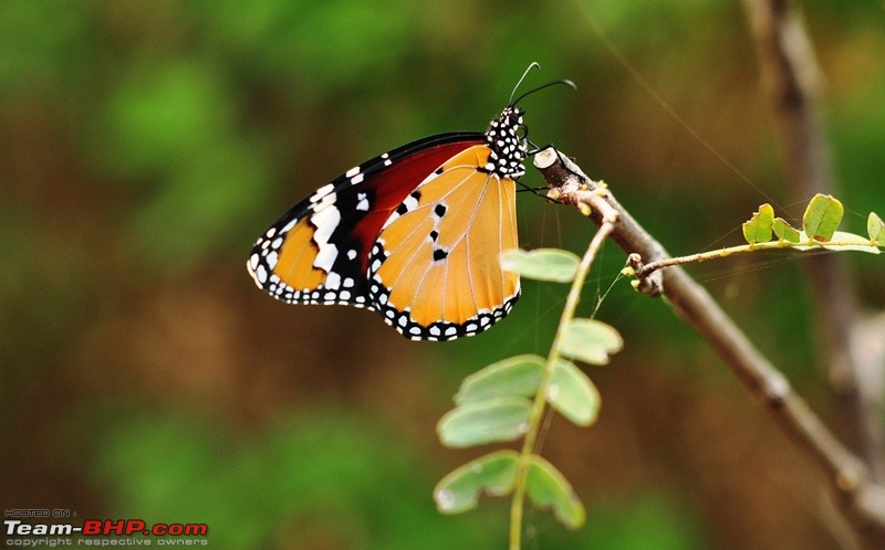 A photographer's paradise in the heart of the Mumbai city-dsc_0572.jpg